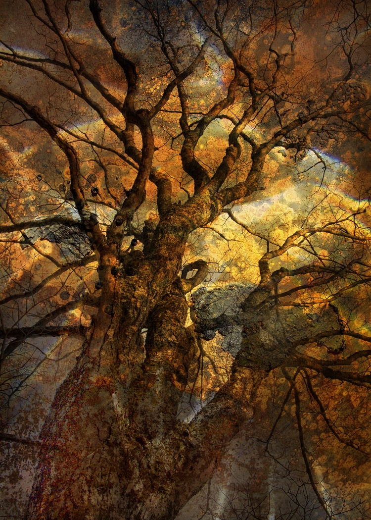 Roarke's popular, award-winning image A TREE THAT DREAMS
